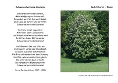 Schwarzschattende Kastanie-Meyer.pdf